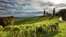 Oostenrijk, Steiermark - wijnvelden